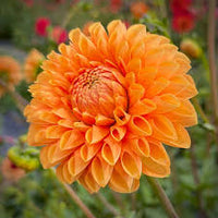 Light Orange Dahlia Flower Seeds for Planting Fragrant Blossoms Heirloom & GMO Free Seeds for Home Garden
 
 Sale