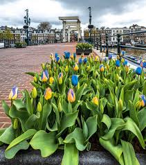 Blue Yellow Tulip Flower Seeds for Planting Colorful Display Heirloom & GMO Free Seeds for Home Garden
 
 Sale