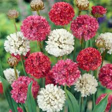 Mixed Joystick Flower seeds for Planting - Low Maintenance, Heirloom & GMO Free Seeds for Home Garden