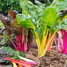Red Swiss Chard Seeds for Planting - Nutrient-Rich Vegetable