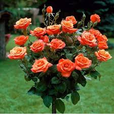 Clay Orange Rose Flower Seeds for Planting Perfect for Borders Heirloom & GMO Free Seeds for Home Garden
 
 Sale