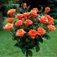 Clay Orange Rose Flower Seeds for Planting Perfect for Borders Heirloom & GMO Free Seeds for Home Garden
 
 Sale