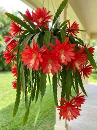 Red Epiphyllum Flower seeds for Planting Shade Tolerant Heirloom & GMO Free Seeds for Home Garden