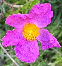 Cistus Creticus (Rockrose) Flower seeds for Planting - Perfect for Borders, Heirloom & GMO Free Seeds for Home Garden