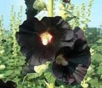 Dark Purple Althaea Rosea Flower Seeds for Planting Compact Growth Heirloom & GMO Free Seeds for Home Garden
 
 Sale