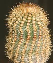 Austrocephalocereus Seeds for Planting | Green Cactus Plant