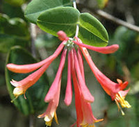 Lonicera Sempervirens Flower seeds for Planting - Vibrant Colors, Heirloom & GMO Free Seeds for Home Garden