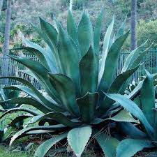 Green Agave Ferox Flower seeds for Planting - Sun Loving, Heirloom & GMO Free Seeds for Home Garden