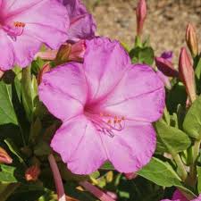 Light Pink Mirabilis Flower seeds for Planting Low Maintenance Heirloom & GMO Free Seeds for Home Garden