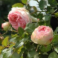 Green Pink Rose Heirloom Flower seeds for Planting - Bright Blooms, Heirloom & GMO Free Seeds for Home Garden