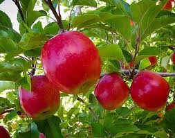 Premium Pink Apple Tree Seeds for Planting - Grow Your Own Delicious Apples