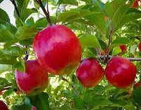 Premium Pink Apple Tree Seeds for Planting - Grow Your Own Delicious Apples