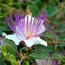 Purple Caper Bush Flower seeds for Planting - Seasonal Bloomer, Heirloom & GMO Free Seeds for Home Garden
