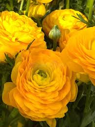 Yellow Ranunculus Asiaticus Flower Seeds for Planting Garden Favorite Heirloom & GMO Free Seeds for Home Garden
 
 Sale