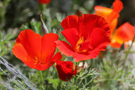 Red Eschscholtzia Flower seeds for Planting Bright Blooms Heirloom & GMO Free Seeds for Home Garden