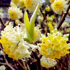 Heirloom Yellow Edgeworthia Flower seeds for Planting Hardy Variety Heirloom & GMO Free Seeds for Home Garden