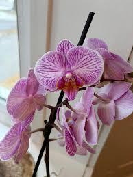 White Violet Phalaenopsis Orchid Flower seeds for Planting - Drought Tolerant, Heirloom & GMO Free Seeds for Home Garden