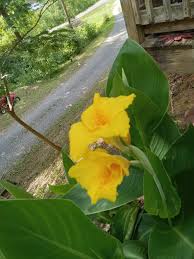 Yellow Pretoria Flower seeds for Planting - Premium Quality, Heirloom & GMO Free Seeds for Home Garden