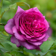 Blue Purple Holland Rose Flower Seeds for Planting Seasonal Bloomer Heirloom & GMO Free Seeds for Home Garden
 
 Sale