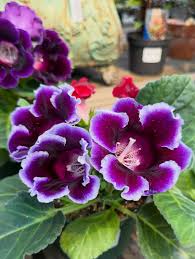 Pink Violet Brazilian Gloxinia Flower Seeds for Planting Drought Tolerant Heirloom & GMO Free Seeds for Home Garden
 
 Sale
