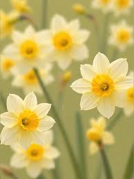 Light Yellow Daffodil Flower Seeds for Planting – Heirloom NonGMO Organic Garden Seeds with High Germination
 
 Sale
