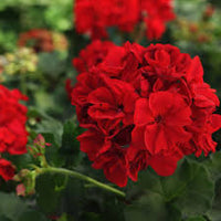 Pelargonium × hortorum Flower seeds for Planting - Pollinator Friendly, Heirloom & GMO Free Seeds for Home Garden