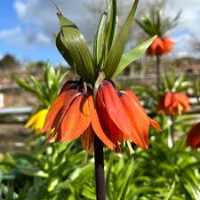 Burgundy Crown Imperial Flower Seeds – Colorful Display Heirloom & NonGMO for Home Garden
 
 Sale