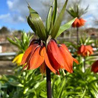 Burgundy Crown Imperial Flower Seeds – Colorful Display Heirloom & NonGMO for Home Garden
 
 Sale