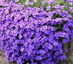 Aubretia Lila Flower seeds for Planting Perfect for Borders Heirloom & GMO Free Seeds for Home Garden