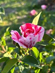 Pink White Stripe Rose Flower seeds for Planting - Colorful Display, Heirloom & GMO Free Seeds for Home Garden
