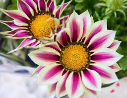 White Orange Gazania Flower seeds for Planting - Premium Quality, Heirloom & GMO Free Seeds for Home Garden