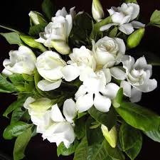 Green White Gardenia Flower seeds for Planting Sun Loving Heirloom & GMO Free Seeds for Home Garden