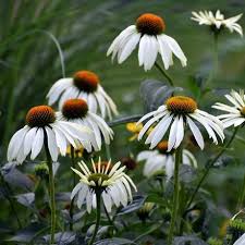 White Echinacea Flower seeds for Planting Vibrant Colors Heirloom & GMO Free Seeds for Home Garden