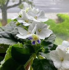White Saintpaulia Flower seeds for Planting - Pollinator Friendly, Heirloom & GMO Free Seeds for Home Garden