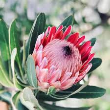 African Flower seeds for Planting - Shade Tolerant, Heirloom & GMO Free Seeds for Home Garden