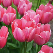 Pink Tulip Flower seeds for Planting - Bright Blooms, Heirloom & GMO Free Seeds for Home Garden