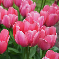 Pink Tulip Flower seeds for Planting - Bright Blooms, Heirloom & GMO Free Seeds for Home Garden