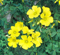 African Oxalis Flower seeds for Planting Compact Growth Heirloom & GMO Free Seeds for Home Garden