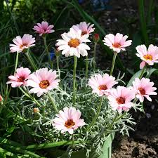 Pink Leucanthemum Flower seeds for Planting - Wildflower Mix, Heirloom & GMO Free Seeds for Home Garden