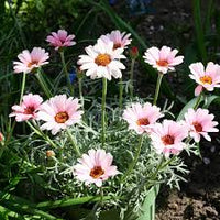 Pink Leucanthemum Flower seeds for Planting - Wildflower Mix, Heirloom & GMO Free Seeds for Home Garden