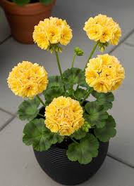 Pink Yellow Geranium Flower seeds for Planting - Colorful Display, Heirloom & GMO Free Seeds for Home Garden