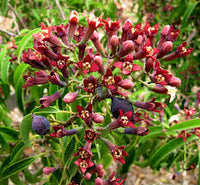 Santalum Album Flower seeds for Planting Low Maintenance Heirloom & GMO Free Seeds for Home Garden 
 
 Sale