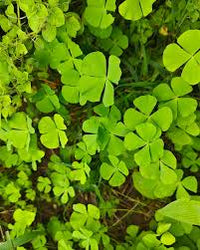 Green Clover Seeds for Planting - Hardy Perennial Flowering Clover Garden Seeds