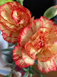 Dark Yellow Carnation Flower Seeds for Planting Shade Tolerant Heirloom & GMO Free Seeds for Home Garden
 
 Sale