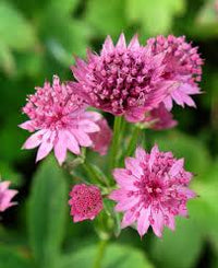 Pink Astrantia Flower seeds for Planting - Premium Quality, Heirloom & GMO Free Seeds for Home Garden