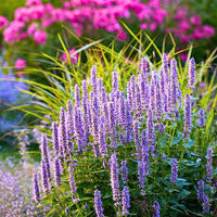 Heirloom Hyssop Flower seeds for Planting Sun Loving Heirloom & GMO Free Seeds for Home Garden