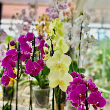 Mixed Phalaenopsis Orchid Flower seeds for Planting Shade Tolerant Heirloom & GMO Free Seeds for Home Garden