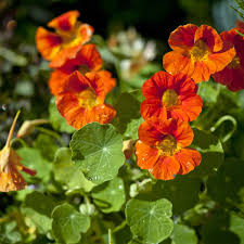 Nasturtium Flower seeds for Planting Premium Quality Heirloom & GMO Free Seeds for Home Garden