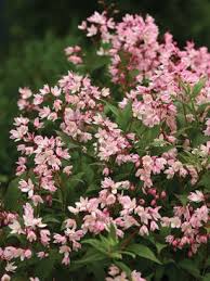 Light Pink Cerasus Perennial Flower Seeds for Planting Fragrant Blossoms Heirloom & GMO Free Seeds for Home Garden
 
 Sale
