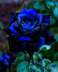 Blue Midnight Rose Seeds for Planting